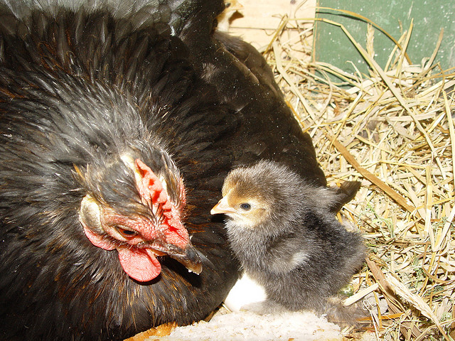 Ms Hen and Black Chick, just hatched small