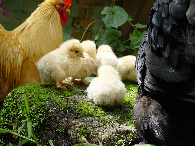 Few Days old small