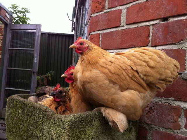 IMG_2212 small chicks today, fully grown Hens!